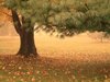 Fall Splendor 2