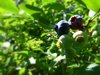 Blueberries