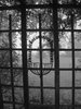 Looking through the trellis