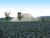 Watering the cabbage patch