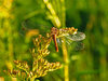 Glistening wings