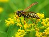 Floating on Goldenrod