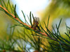 Little fly2