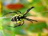 Spiders, spiders everywhere!!