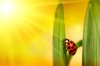 Ladybug climbing tulip leaf