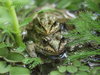 lovefrogs