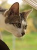 cat c.u.