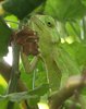 chameleon 2