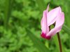 cyclamen
