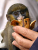 monkey 1