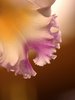 orchid