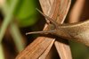 snail 1