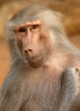 baboon