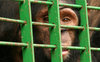 Chimpanzee