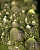 dew drops