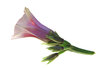 sweet potato flower 2