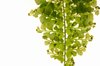 fern leaf 2
