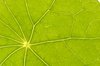 nasturtium leaf 2
