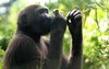 young gorilla