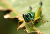 grasshopper