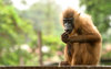 drill monkey  2