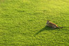 dog on green