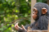 baby chimpanzee