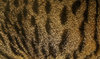 cat fur 2