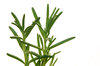 rosemary
