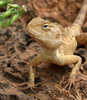 lizard