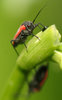 bug reflection