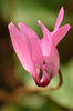 cyclamen flower