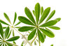 leaves 1