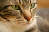 cat  eyes 2