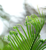 Cycas leaves