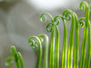 Cycas leaves