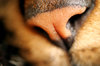 cat nose