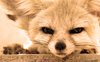 fennec fox