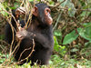 chimpanzee