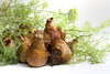 daffodil bulbs