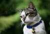 cat  1