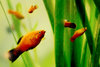 platy fish