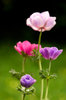 anemone flowers