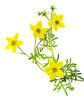 Bidens flowers