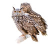 owls