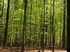 forrest