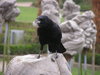 crow