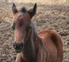 foal