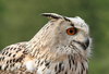 eagle owl