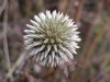 macro